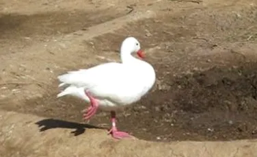 Rata care se visa flamingo (Funny foto)