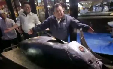 Ton roşu uriaş, cumpărat de un japonez cu 2,7 milioane de euro – VIDEO