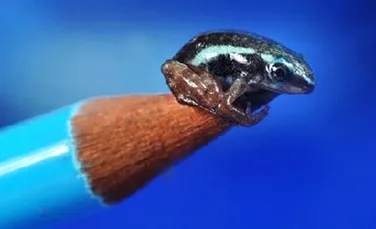 Mica, ucigasa si pretioasa!