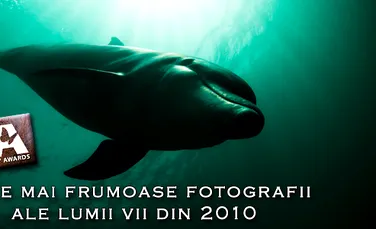 Cele mai frumoase fotografii ale lumii vii din 2010 – BWPA