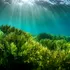 În premieră mondială, o companie din Canada va extrage minerale de pe fundul mării