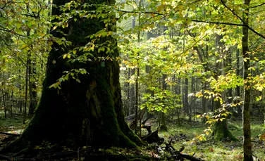 Cum arată arborele de 391 de ani. A supravieţuit bombei nucleare de la Hiroshima