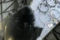 Naveta Starship de la SpaceX apare în noi imagini care îi trădează mărimea impunătoare