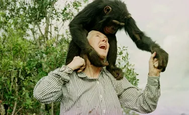 Jane Goodall, cea mai bună prietenă a cimpanzeilor. „Iată-ne aici, cea mai inteligentă specie care a trăit vreodată. Cum se face că putem distruge singura planetă pe care o avem?”