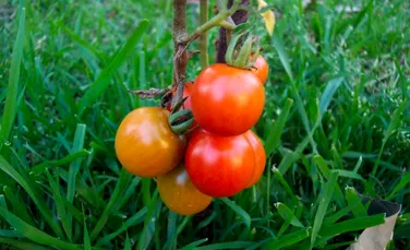 Plantele cresc mai repede cand le vorbeste o femeie