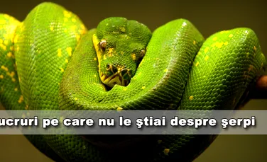 10 lucruri interesante despre serpi