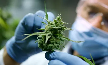 Primul studiu pe oameni care testează canabisul medical ca terapie împotriva cancerului cerebral