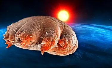 Cei mai duri dintre duri: vieţuitoarele extremofile